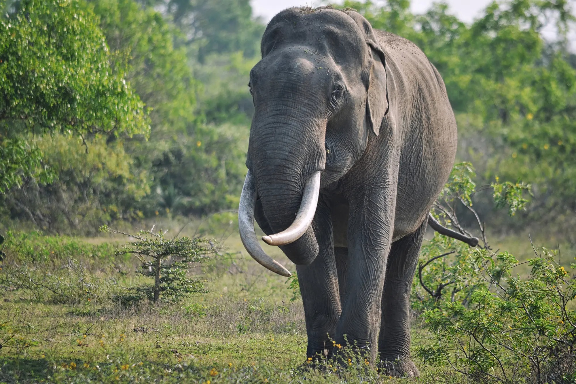 Elefante partió por la mitad a su cuidador al no soportar las condiciones a las que estaba sometido