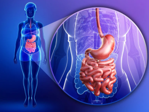 Por qué desde el intestino se originaría la esclerosis múltiple, según la ciencia