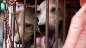Macabro descubrimiento: Docenas de mascotas fueron sacrificadas indebidamente en un refugio de Texas