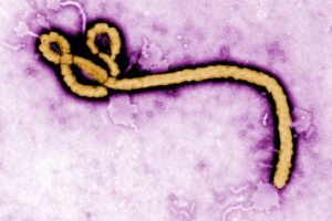 Brote de ébola produjo 23 muertes en Uganda y la OMS evalúa el riesgo de propagación global