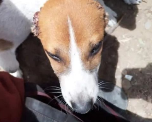 Alarma en Táchira: desconocidos le cortan las orejas a perritos sin hogar