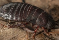 Gran cucaracha sin alas reaparece después de más de 80 años “extinta”