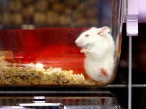 Una inteligencia artificial reconstruye el VIDEO que está viendo un ratón a través de su cerebro