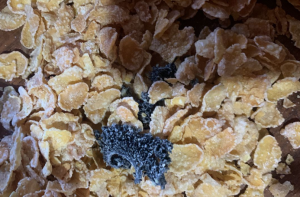 Objeto extraño dentro de un producto de cereal azucarado vendido en Venezuela (fotos)