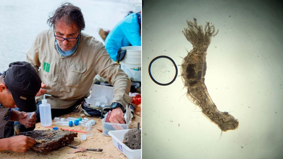 El País: El extraño gusano que surgió de las profundidades del Orinoco
