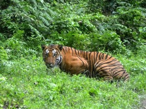 Finalmente dieron con el peligroso tigre “comehombres”: mató a seis personas en el último mes