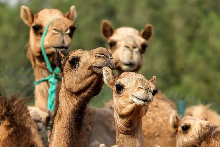 Alerta en Qatar: la “gripe del camello” es la nueva amenaza del Mundial