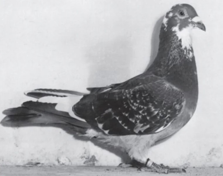 G.I Joe, la paloma mensajera que evitó la muerte de un millar de personas en la Segunda Guerra Mundial