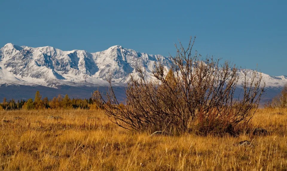 Reviven “virus zombis” que permanecieron millones de años congelados en Siberia