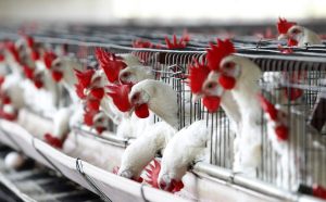 Se detectó el primer caso humano de gripe aviar en Chile