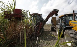 Producir azúcar en Venezuela, una carrera de obstáculos: de 16 centrales solo operan cinco
