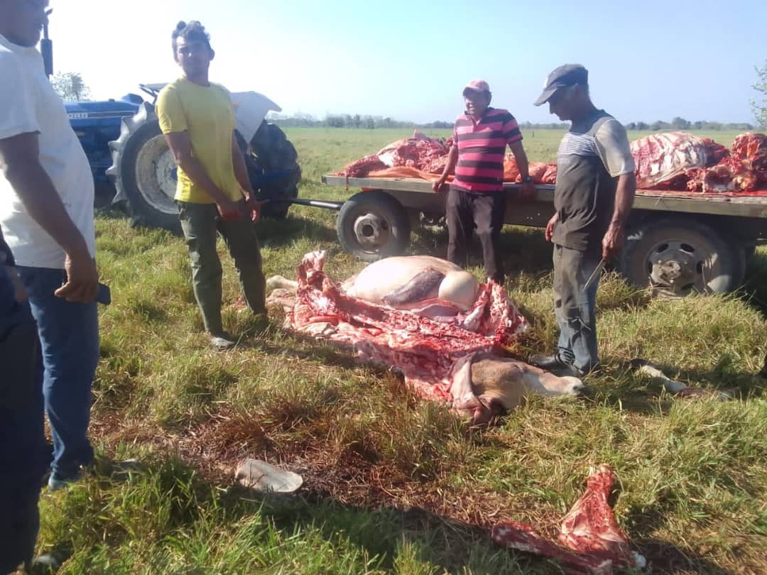 Barinas sin ley: hampones asaltaron fincas en San Silvestre y mataron seis vacas preñadas