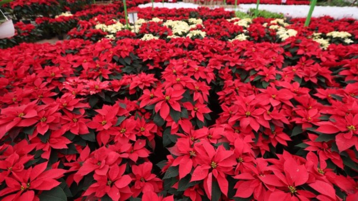 Las ventas de las tradicionales flores de Navidad bajan en un 92% en Lara