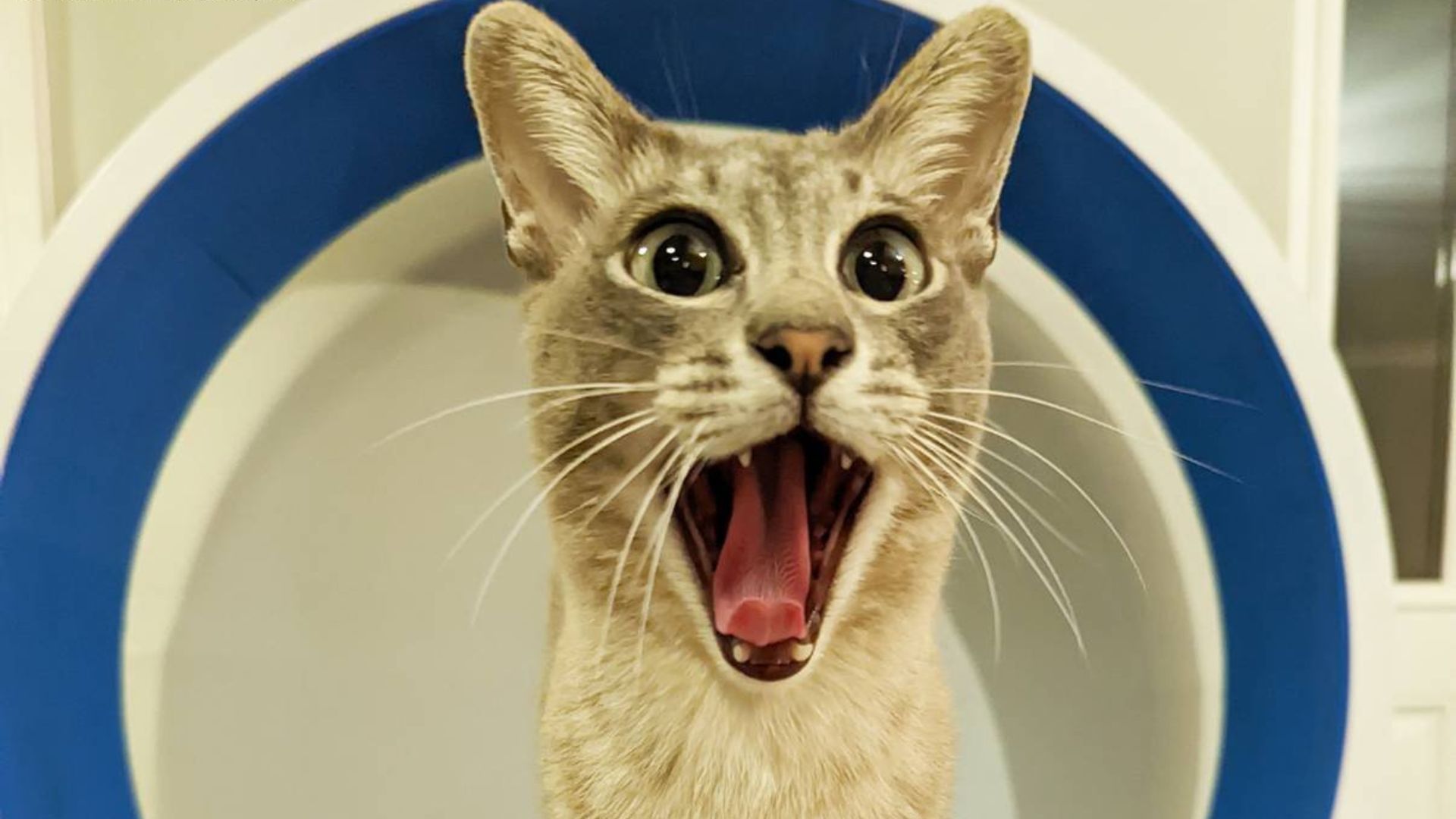 Estos fueron los gatos que sacaron más de una risa en concurso de fotografía