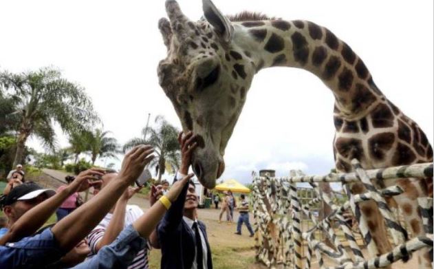 Murió “Big Boy”, jirafa de zoológico hondureño que dejó el cartel “Los Cachiros”