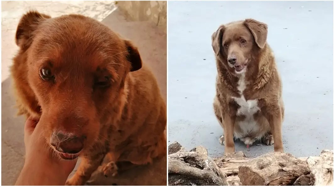 Bobi, el perrito más viejo de la historia: los SECRETOS de su longeva vida y su nuevo récord mundial