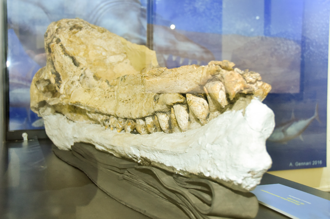 En FOTOS: así luce el fósil de cachalote prehistórico mejor conservado del mundo