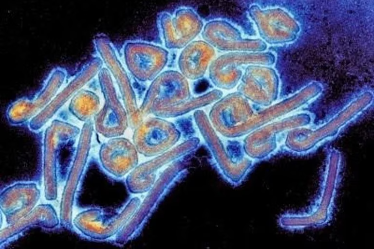OMS se reúne de emergencia para analizar brote del peligroso virus de Marburgo en Guinea Ecuatorial