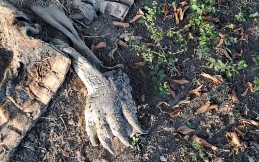 Mataron de un hachazo a caimán domesticado en Apure y su compañera no aparece (FOTOS)