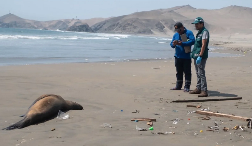 Perú reporta la muerte de 585 lobos marinos y 55 mil aves por influenza aviar