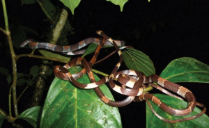 Descubren tres nuevas especies amenazadas de serpientes en Panamá