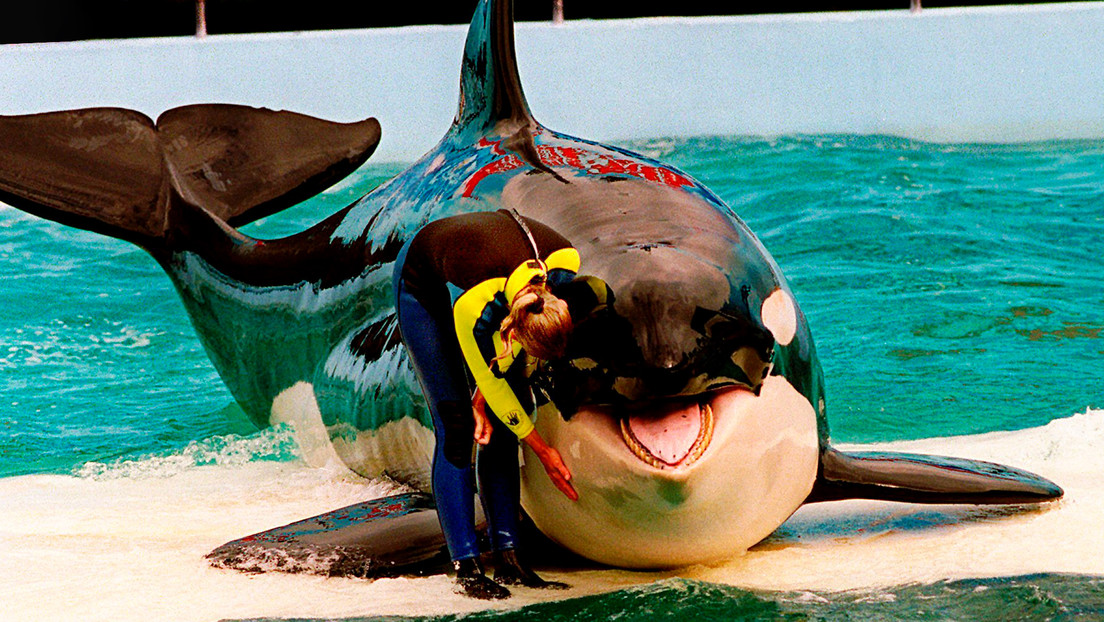 La ballena orca Lolita será liberada tras 53 años de cautiverio