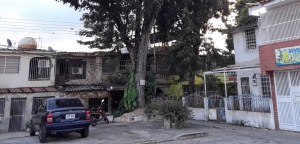 Árboles amenazan con tumbar tendido eléctrico en urbanización La Isabelica de Valencia