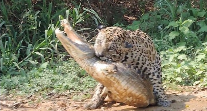 VIDEO: El feroz ataque de Mick Jaguar, el felino que devora caimanes