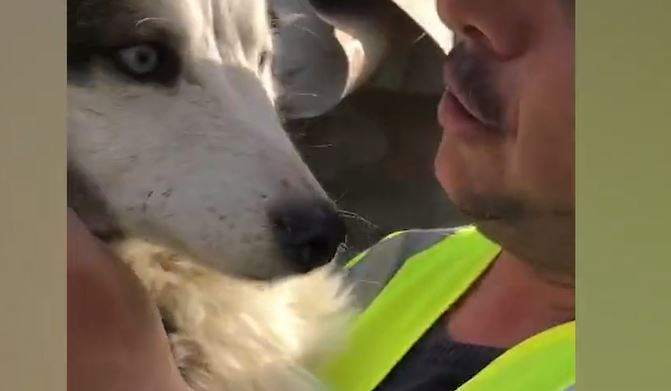 Momento milagroso: rescataron perro que pasó 22 días bajo los escombros en Turquía
