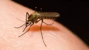 Alarm on the island: Malaria broke out in several municipalities of Nueva Esparta