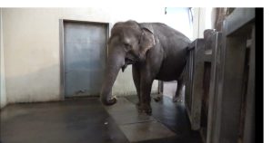 Elefanta aprendió por sí misma a pelar plátanos… ¡y rechaza los maduros!