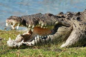 Se encontró con “Croczilla”, el cocodrilo más grande de los Everglades de Florida, y compartió un escalofriante VIDEO