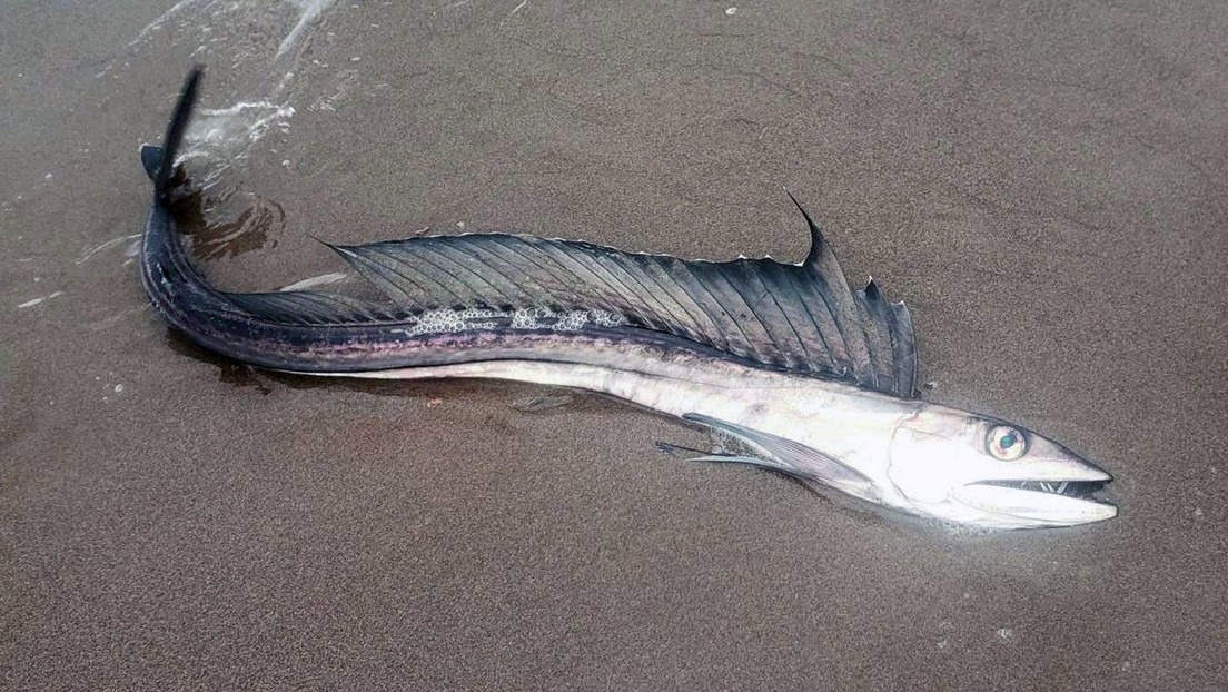 Alerta en EEUU: Aumenta el misterio por la aparición de escurridizos peces caníbales en las playas