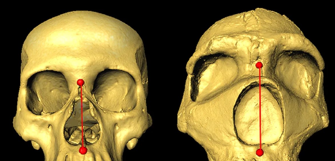 La forma de la nariz humana, una herencia neandertal y una ventaja evolutiva, según estudio