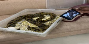 El curioso caso de una mujer que intentó volar con 22 serpientes ocultas en su equipaje
