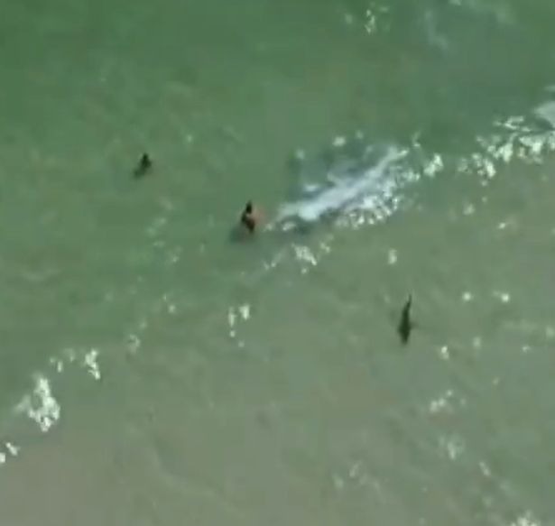 VIDEO aterrador: Drone revela cómo tiburón da vueltas a solo unos metros de padre e hijo en playa de Alabama