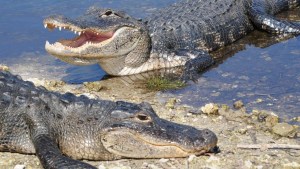 VIDEO: La absurda razón de un joven para lanzarse a estanque de caimanes en un parque de Florida