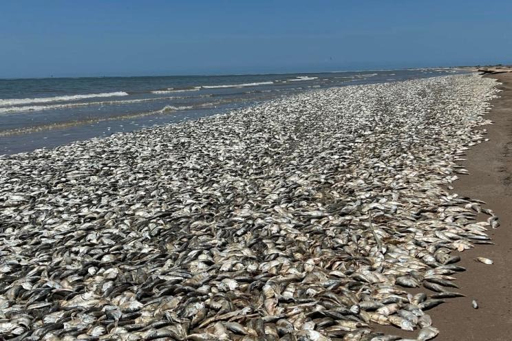 Imágenes impactantes: Una horda de peces muertos cubre la costa del golfo de Texas