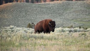 Ataque salvaje: bisonte corneó brutalmente a una mujer que visitaba el parque nacional de Yellowstone