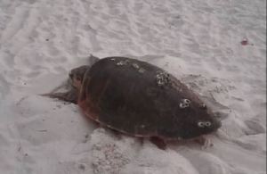 Hallaron huevos extraviados de una tortuga marina en Bahía de Cata (Fotos y video)