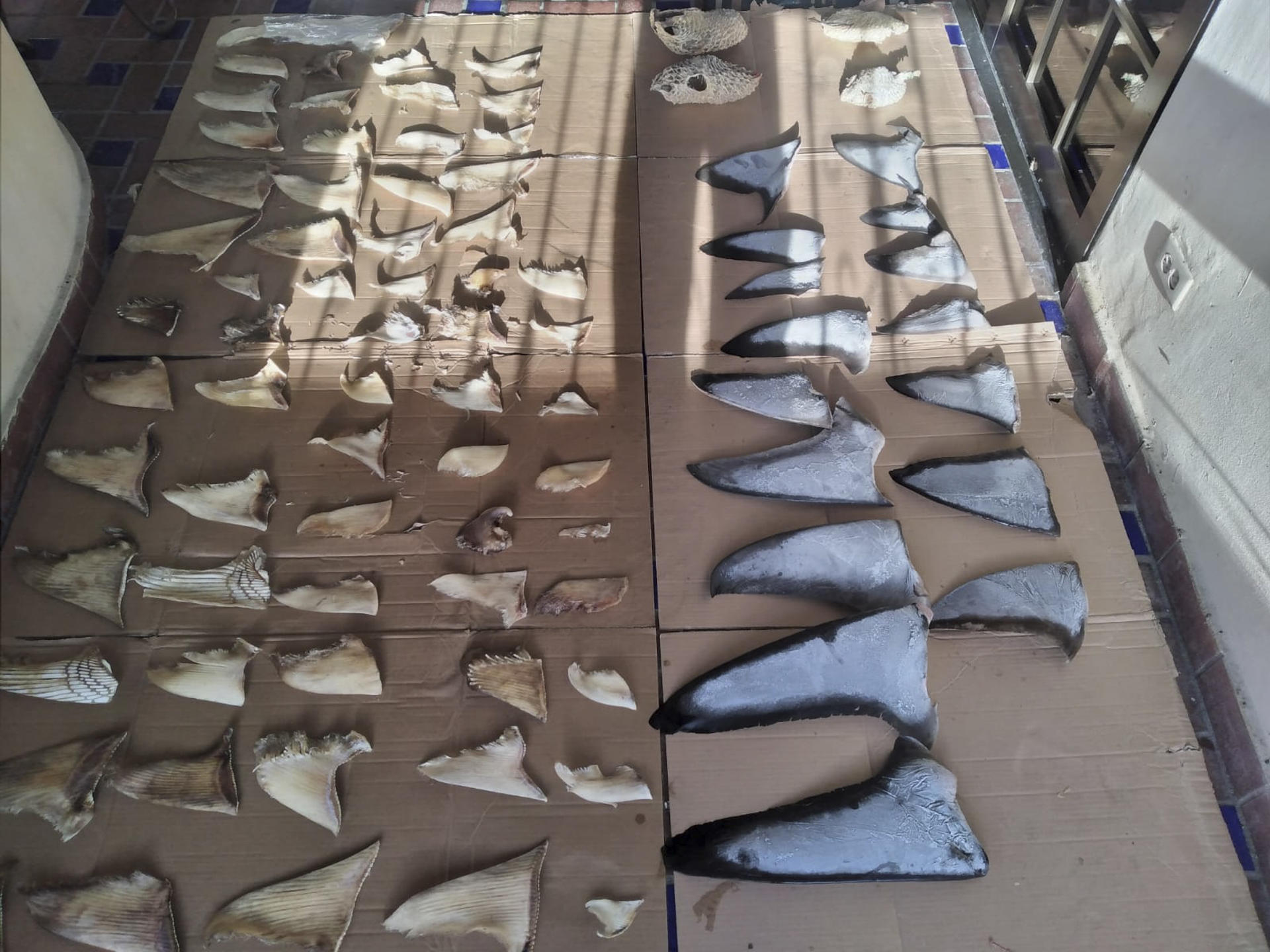 Panamá incautó más de seis toneladas de aletas de tiburón que iban a Asia
