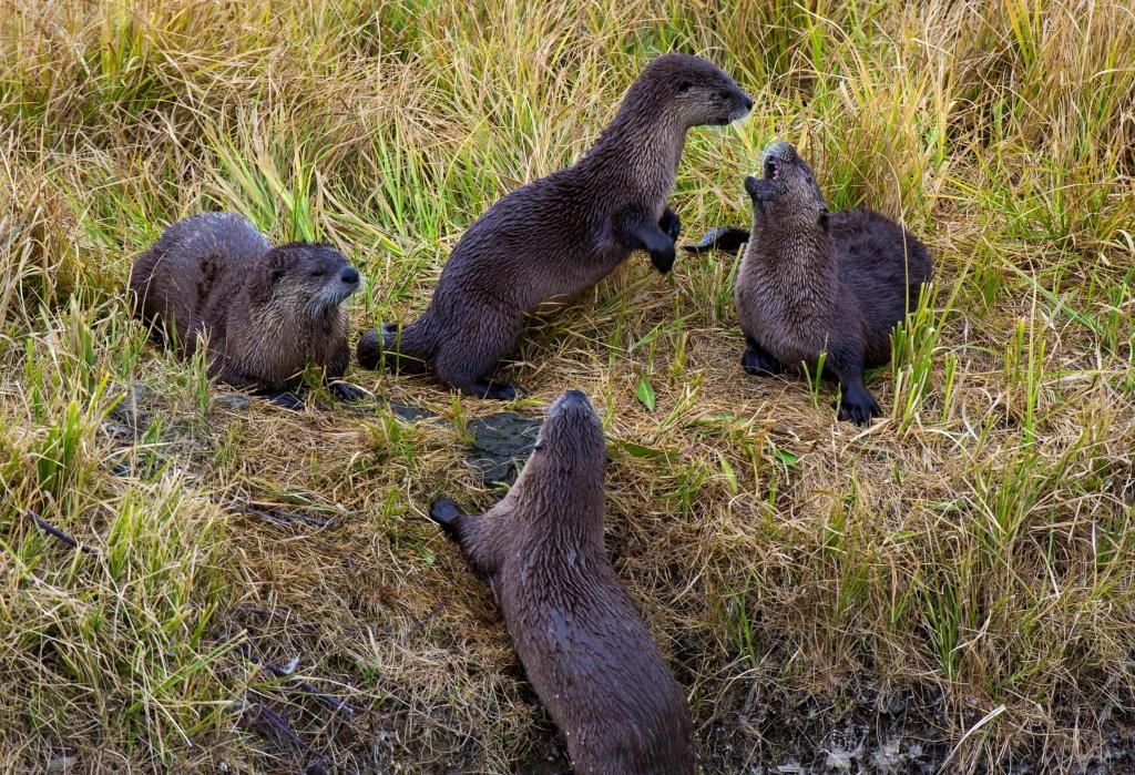 “Perdí casi la mitad de una oreja”: Mujer relató el drama al ser agredida salvajemente por una nutria en Montana