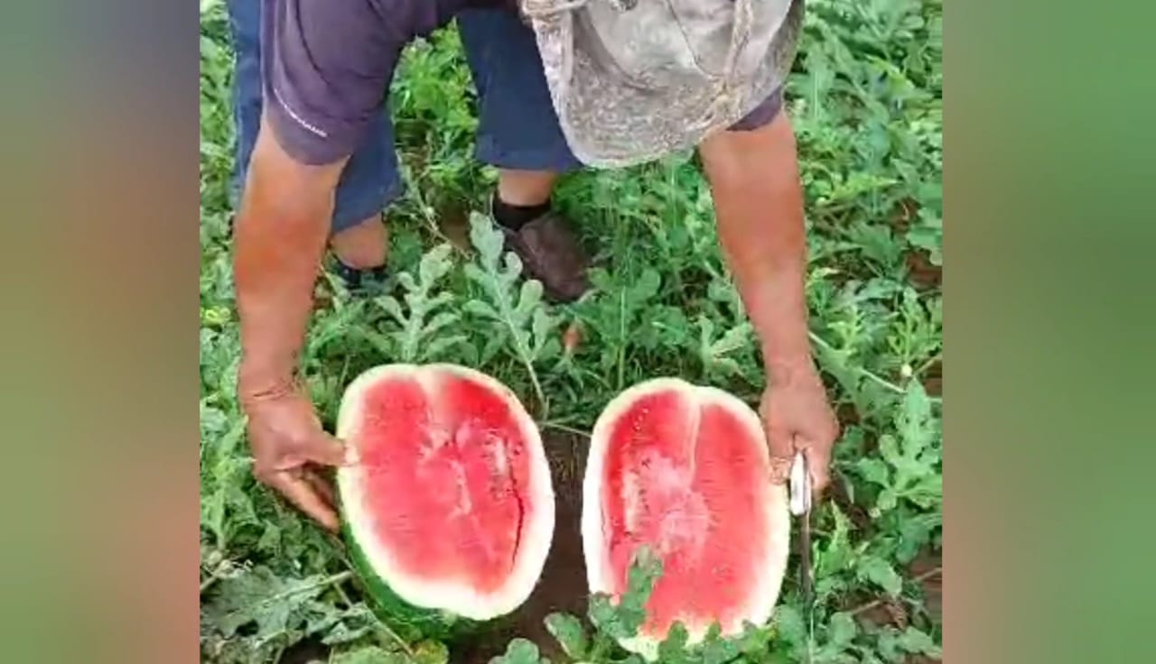 Productores de patilla en crisis por inseguridad y recesión económica