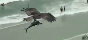 Águila atrapa a un tiburón en una playa de Florida y se lo lleva volando (VIDEO)