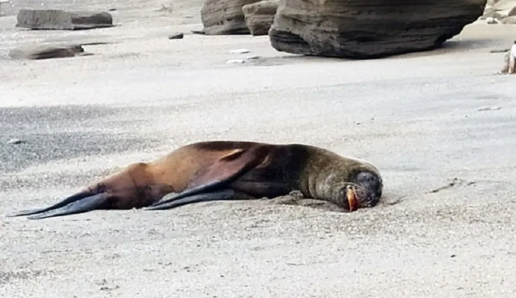 Detectan en Argentina más casos de lobos marinos infectados por gripe aviar