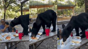 VIDEO de infarto: madre e hijo temblaban mientras un oso negro se devoraba sus tacos