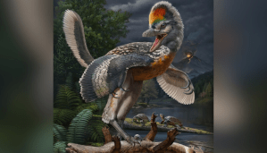 Hallan un nuevo fósil en China, el eslabón perdido entre los dinosaurios y las aves