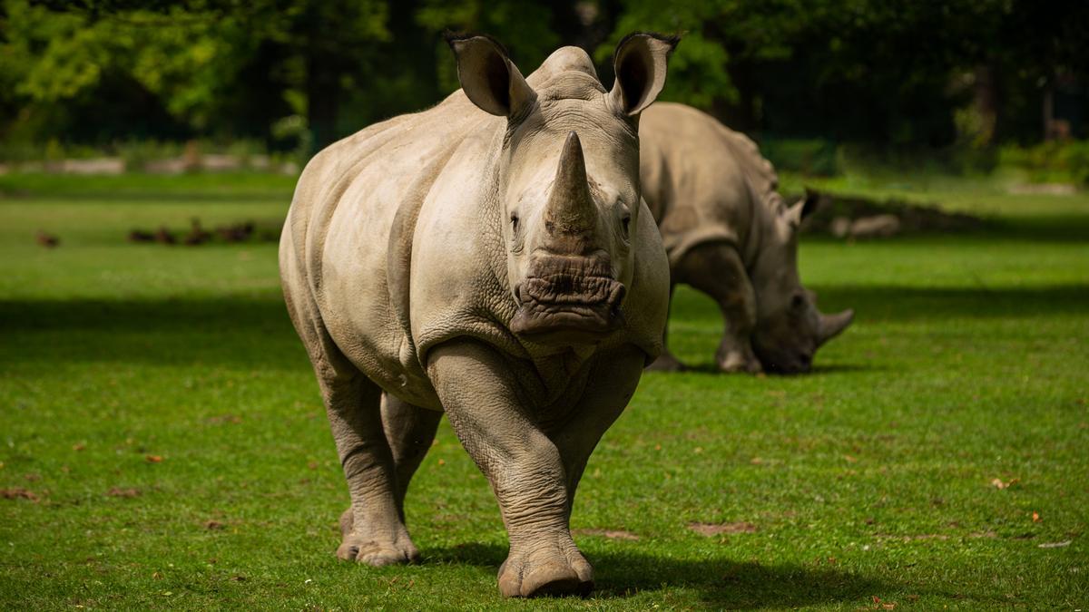 Un rinoceronte mata a una cuidadora de un zoológico en Austria