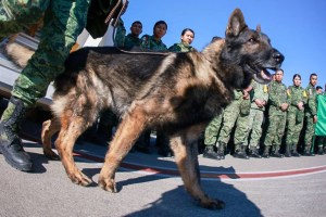 Perros de rescate de Latinoamérica reciben formación especial con el método “más efectivo”