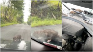 “¡Santo cielo!”: Rata viaja sobre el capó de un carro 200 kilómetros hasta una boda al norte de Nueva York (VIDEO)